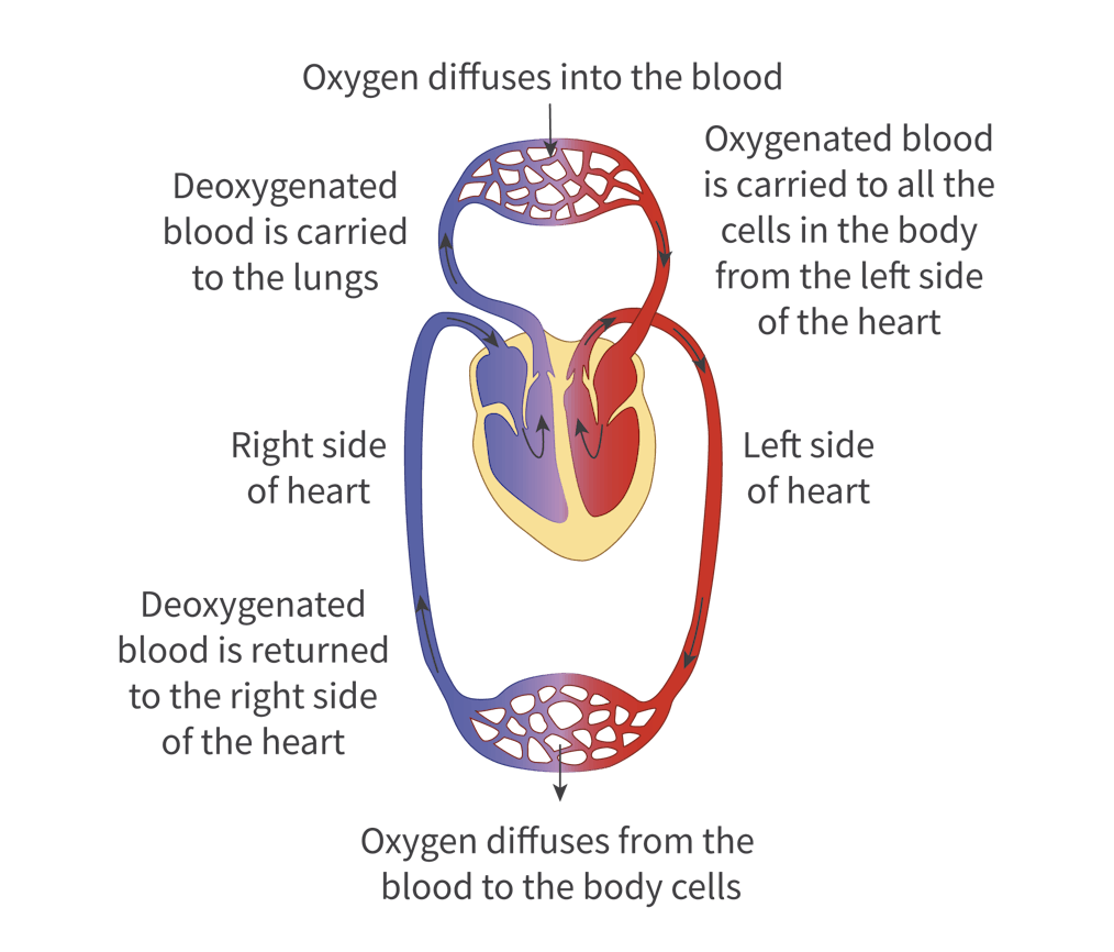 <ul><li><p>In double circulation, blood is pressurized twice (before going into the lungs and again before going into the body) which allows efficient gas exchange and a faster delivery of oxygen nutrients</p></li><li><p>Oxygen and glucose are supplied quickly to cells in the body, waste and carbon dioxide are removed quickly</p></li><li><p>Blood can be supplied to distant parts of large animals</p></li><li><p>Allows sufficient flow of warm blood around the body</p></li></ul><p></p>