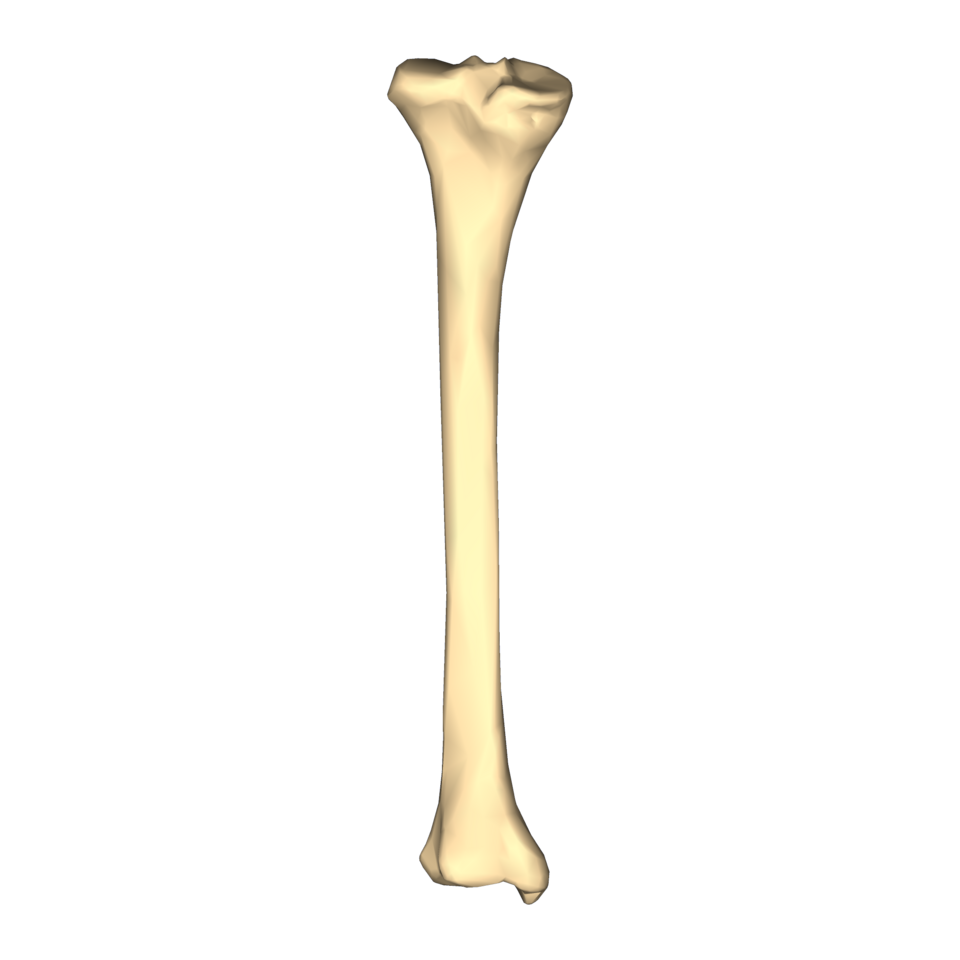 <p>Identify the bone</p>