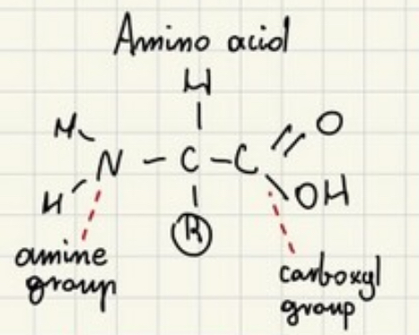 <p>Amino acids</p>
