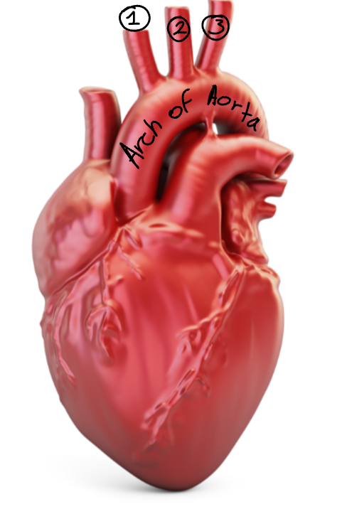 <p>Label this diagram of the aortic arch.</p>