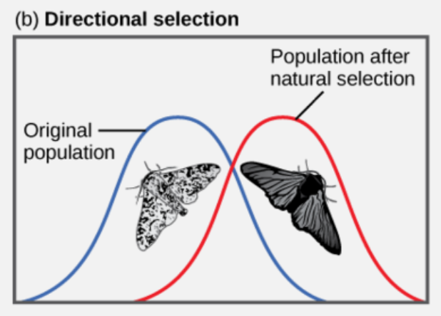 <ul><li><p>a form of positive of negative selection resulting in a shift toward one end of the distribution, typically occurring in dynamic and changing environments</p></li><li><p>eg. light-coloured peppered moths are better camouflaged against a pristine environment; dark-coloured peppered moths are better camouflaged against a sooty environment → industrial revolution caused moth population to shift from a light to dark colour </p></li></ul>