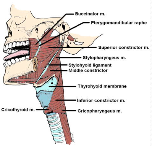 <ul><li><p>stylopharyngeus</p></li></ul><p></p>
