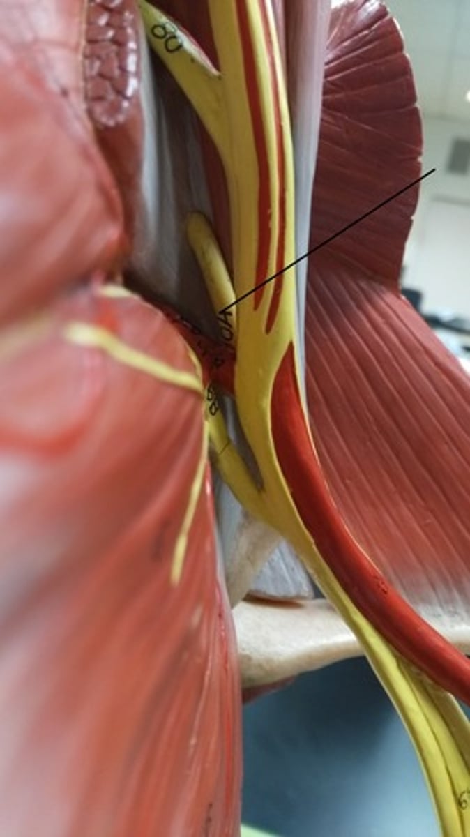 <p>In the armpit area</p>