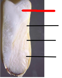 <p>What is depicted in this longitudinal section made through the middle of the corn kernel? </p>