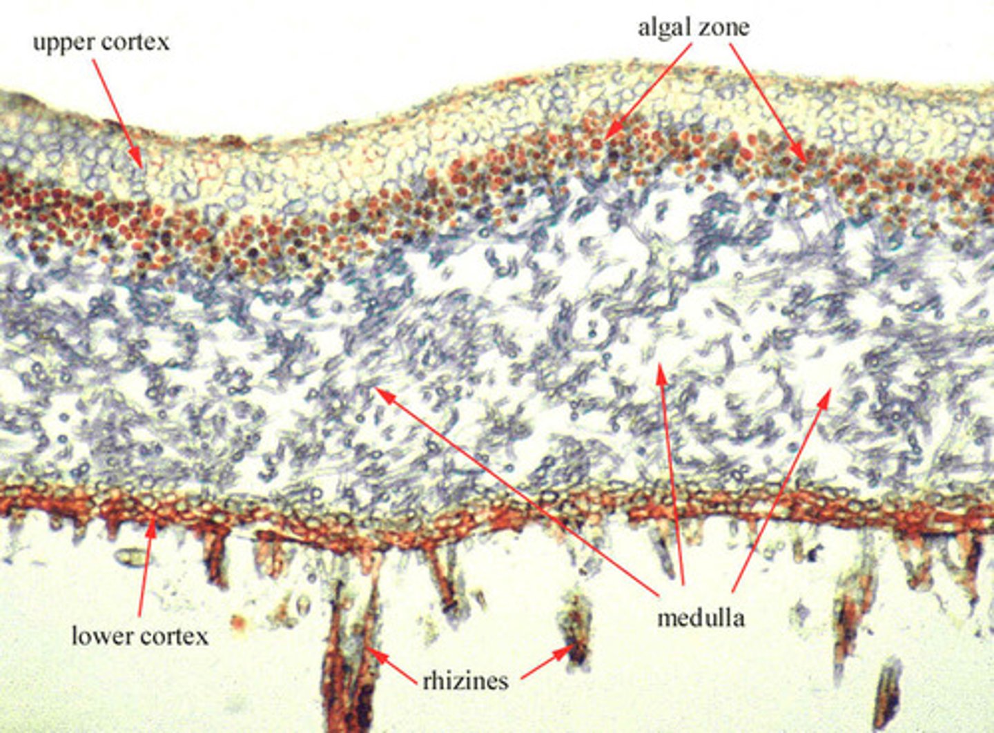 <p>-composite organisms with symbiotic relationships between fungi of Phylum Ascomycota and cyanobacteria or green algae (sometimes both).</p><p>-thallus (or body) of lichen grows in one of 3 forms: crustose, foliose, fruticose</p><p>fungus - mycobiont - provides protection</p><p>algae/cyano - photobiont - provides sugars</p>