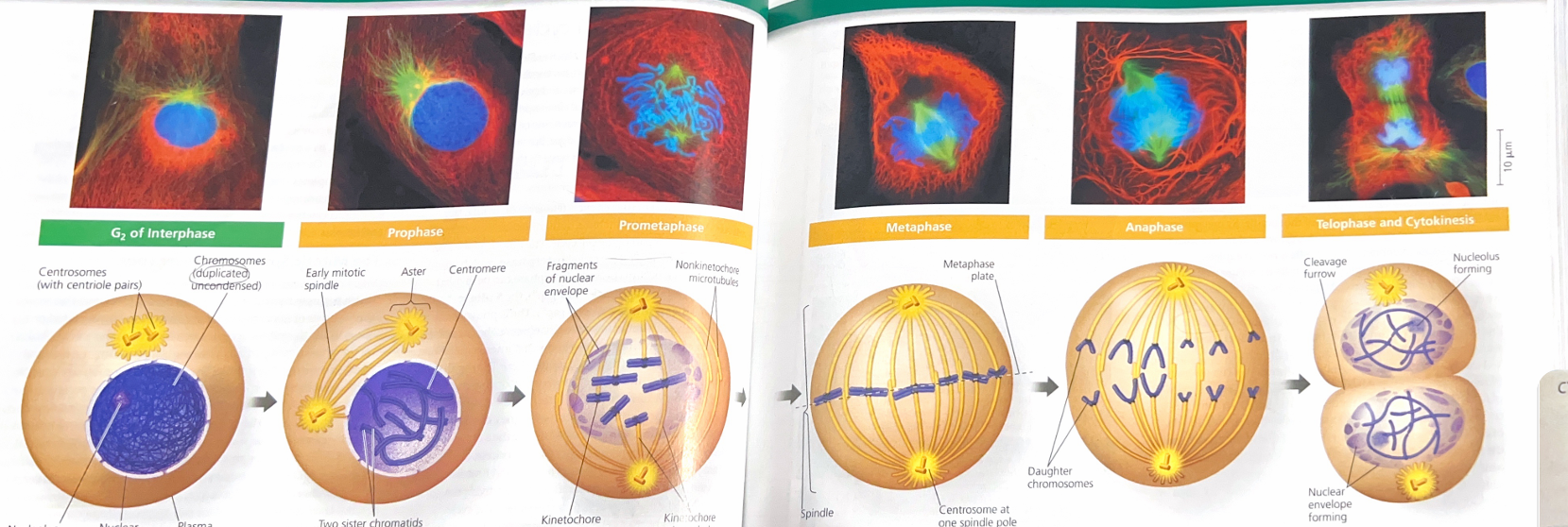 <p>Explain this image</p>