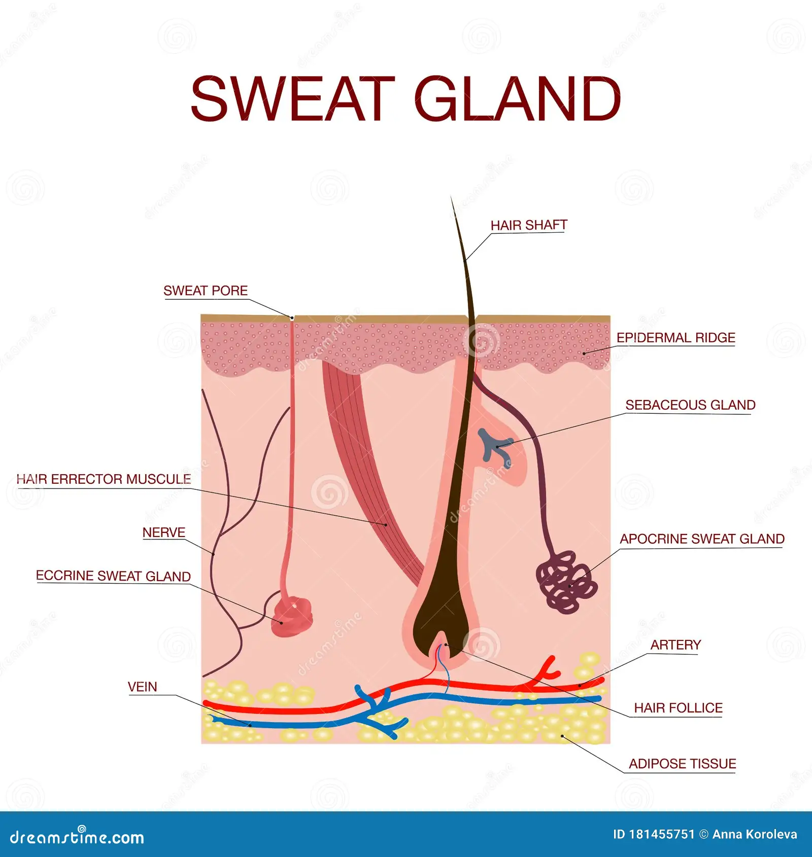 <p><span>Eccrine gland</span></p>