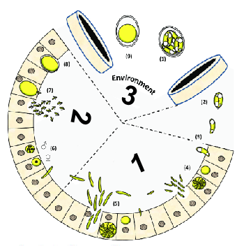 <p><span><span>Name the lifecycle stage labelled 2</span></span></p>