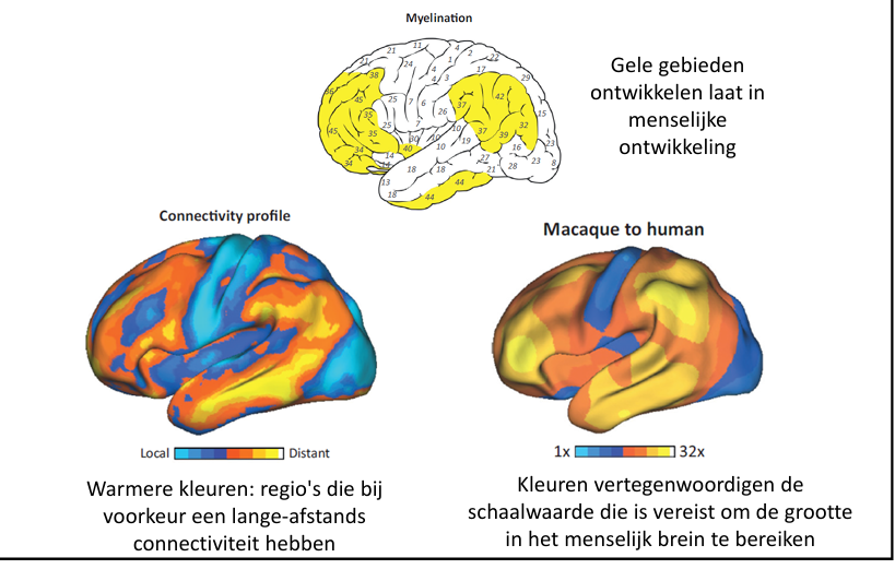 <p>fronto parietal gebieden duren lang tot volledig te komen, </p><p>meeste long distant connectiviteit </p><p></p><p>zelfde gebieden ook veel meer ontwikkeld dan bij de macaque</p><p></p><p>zijn bijzonder omdat informatie integreren over het hele brein heen </p><p></p>