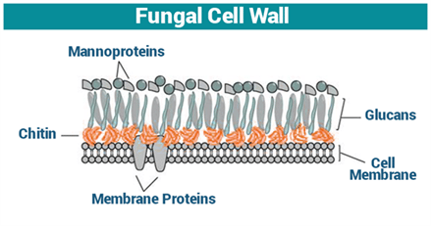 <p>Sterol found in fungal cell membranes.</p>