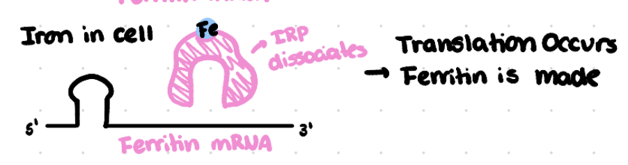 <ul><li><p><span>Iron binds to IRP which causes it to dissociate from the IRE on the ferritin mRNA</span></p></li><li><p><span>This allows ferritin mRNA to be translated leading to more ferritin protein.&nbsp;</span></p></li><li><p><span>Ferritin is then able to take up the excess iron, protecting the cell.</span></p></li></ul><p></p>