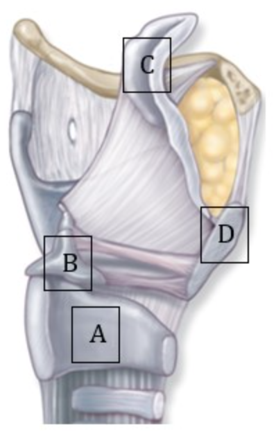 <p>Which of the following plays a role in sound production?</p>
