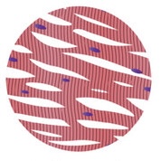 <ul><li><p>contracts rhythmically and continuously without fatigue</p></li><li><p>found in heart </p></li></ul>