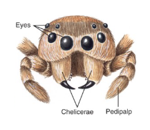 <p>1st pair of ventral modified ventral<br>appendages</p>