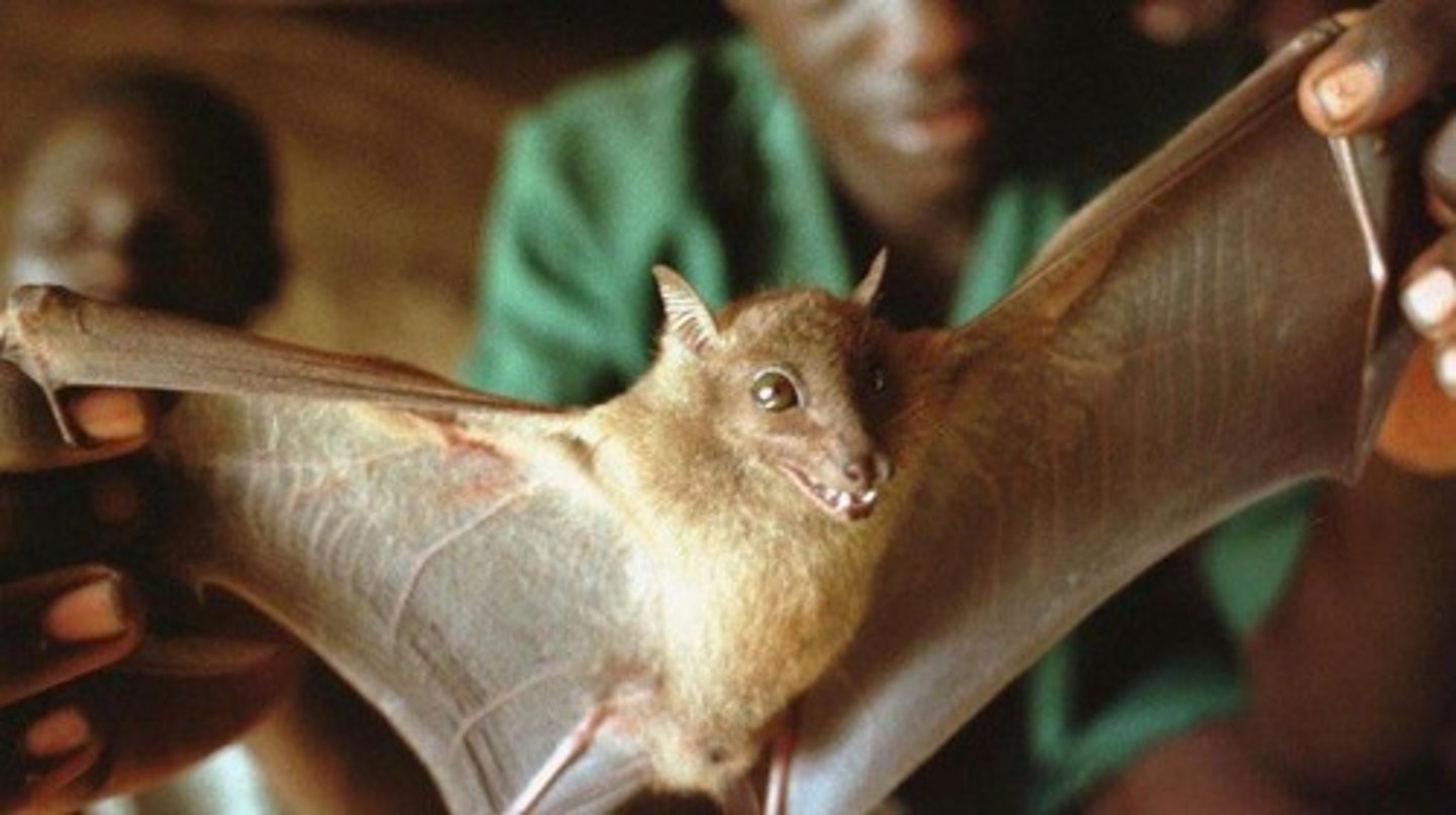 <p>Fruits bats, although evidence suggests non-human primates can also be infected</p>