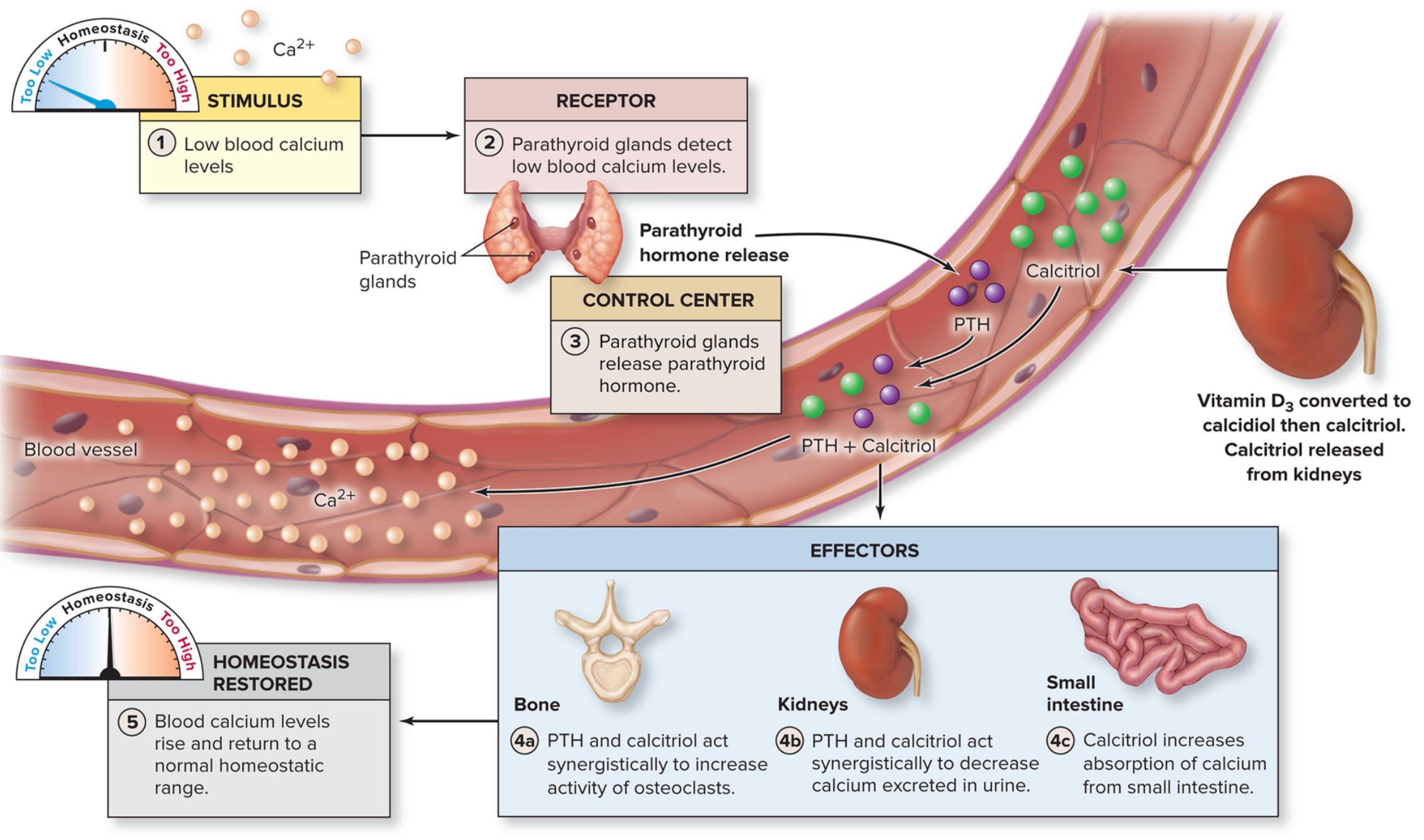 <p>Regulating blood calcium levels</p>