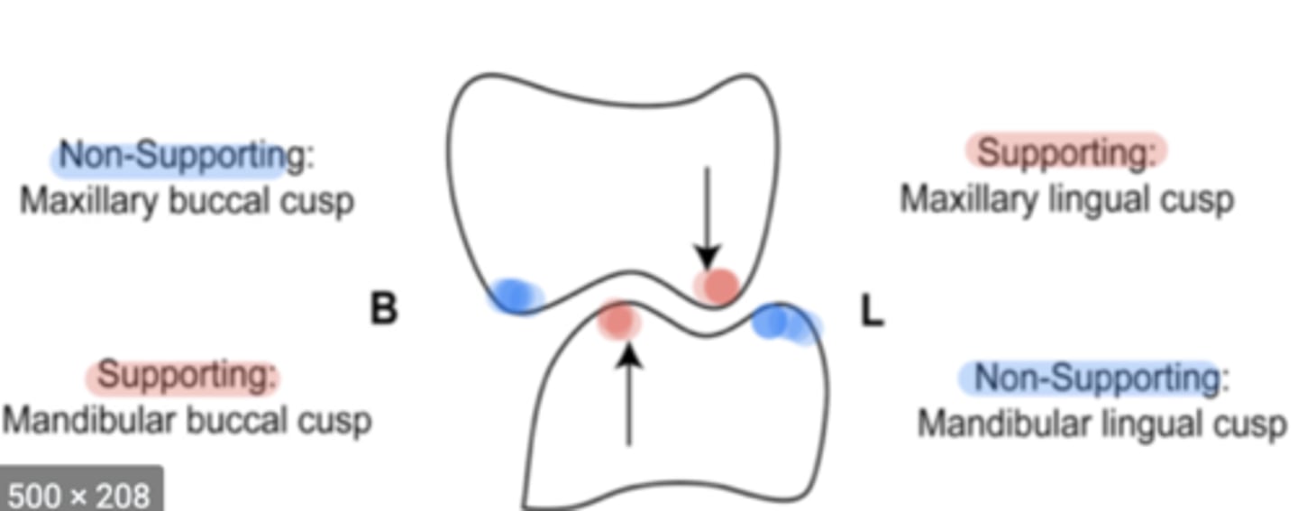 <p>-working cusps</p><p>-functional cusps</p><p>-occluding</p><p>-supporting</p><p>-stamp</p>