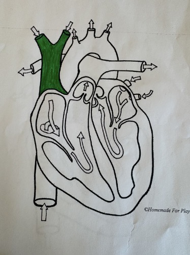 <ul><li><p><span style="background-color: transparent;"><span>Carries deoxygenated blood from the upper body (head, neck, arms, and chest) back to the </span><strong><span>right atrium</span></strong><span> of the heart</span></span></p></li></ul><p></p>