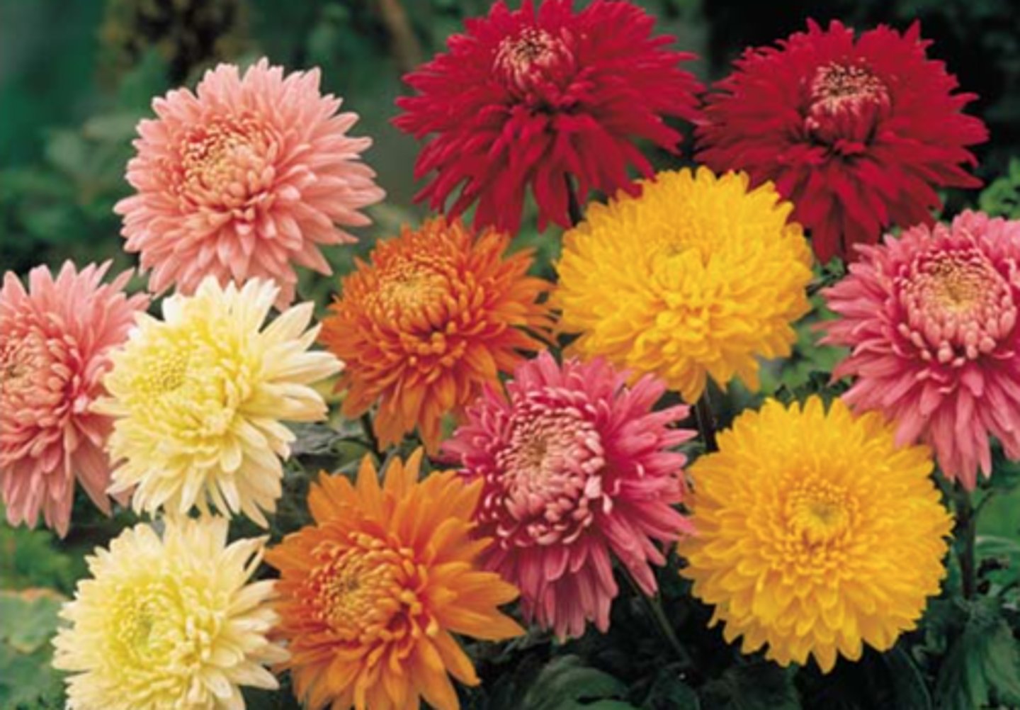 <p>Chrysanthemum x morifolium</p>