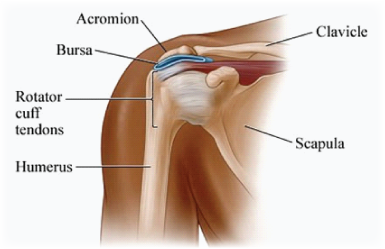 <p>Acromial</p>