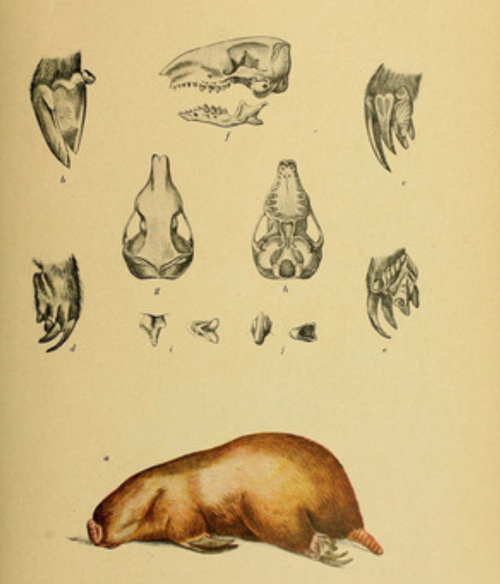 <p>Order Notoryctemorphia</p>