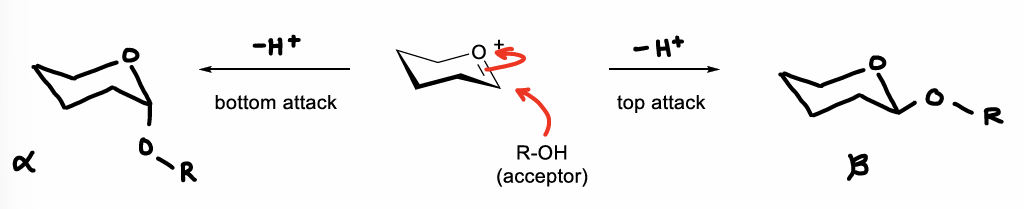 <p>Can be attacked from either face of the ring, therefore forming either alpha or beta anomers.</p>