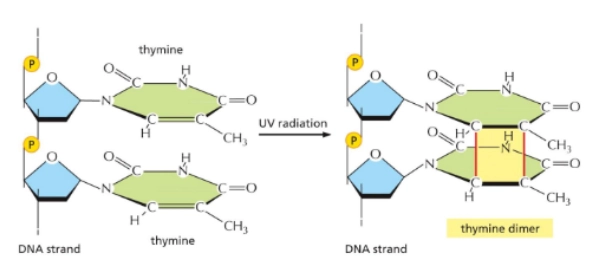 <p>when UV radiation causes covalent bonds when they’re not supposed to between adjacent bases</p>
