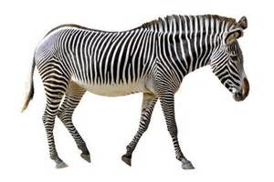 <p>a zebra</p>