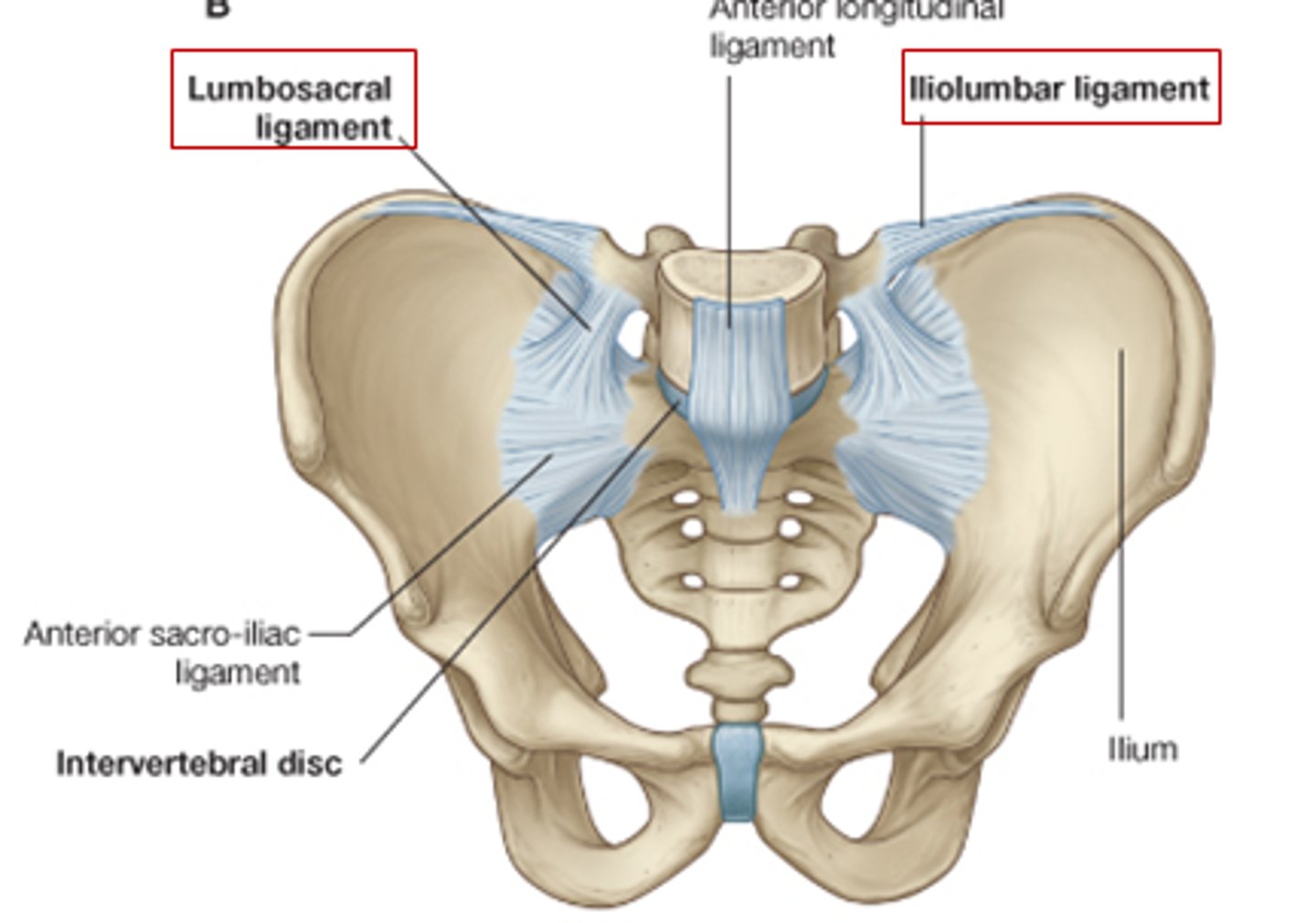 <p>connects transverse process of L5 and wing of ilium</p>