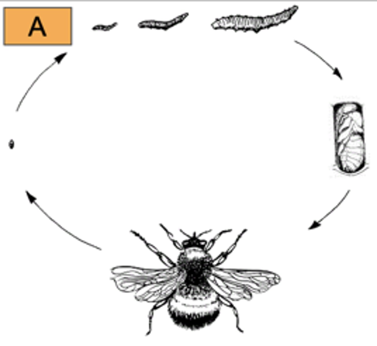 <p>What type of metamorphosis is this picture showing?</p>