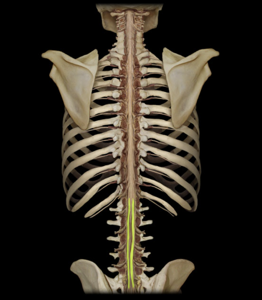 <p>What structure is shown?</p>