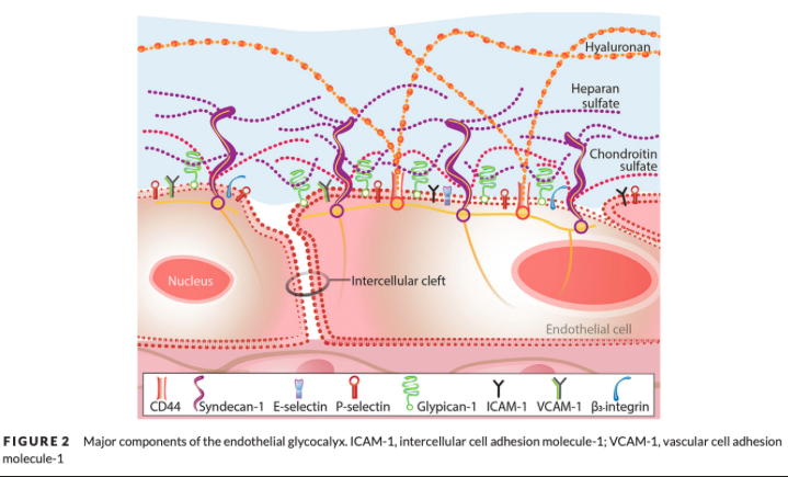 <p>Scaffolding of proteoglycans (PGs), glycoproteins (GPs), and glycosaminoglycans (GAGs) associated with the underlying endothelial cells</p>