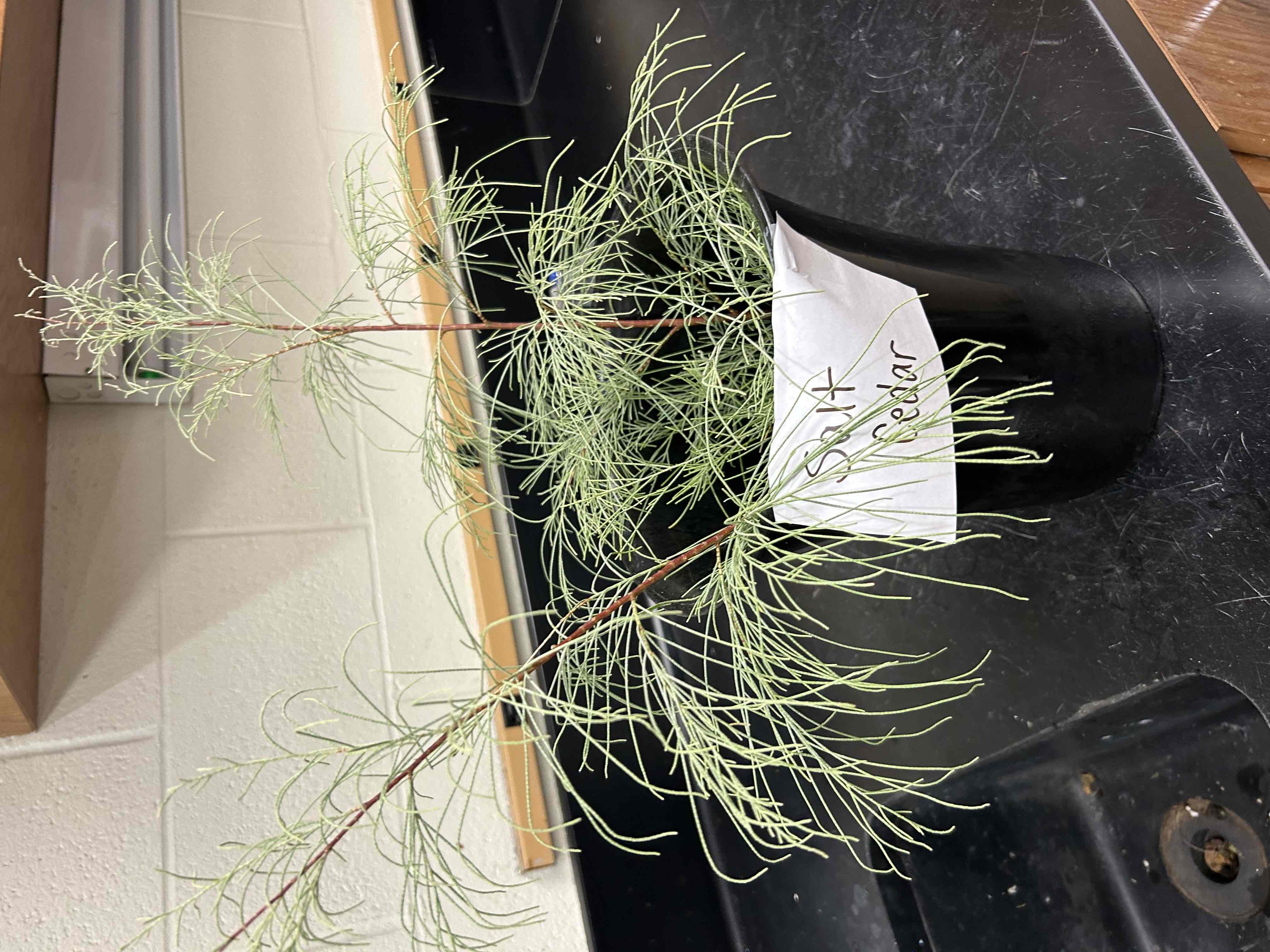 <p>Salt Cedar</p>