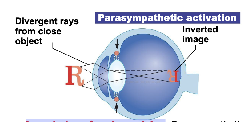 <p><span><span>Lens bulges for close vision</span></span></p>