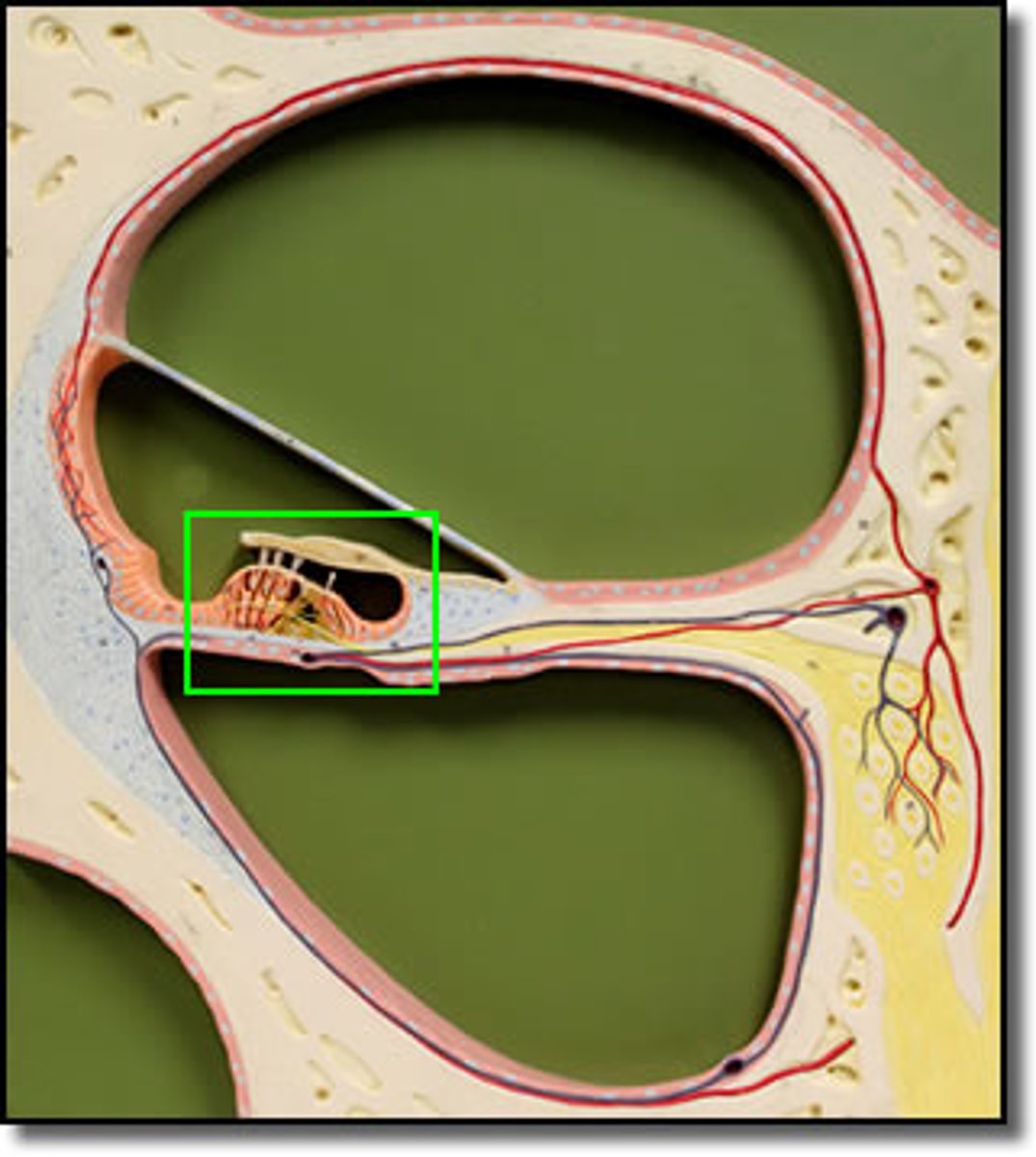 <p>Sensitive to sound waves</p>