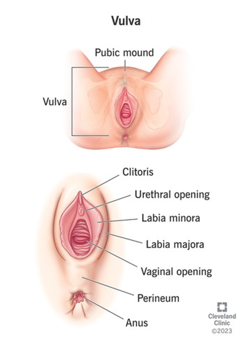 <p>the larger outer folds of the vulva.</p>