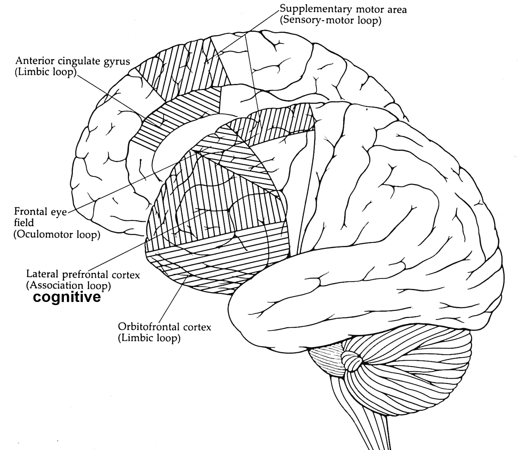 <p>the basal ganglia-thalamocortical (BG-TC) loops are comprised of several different functional channels</p>