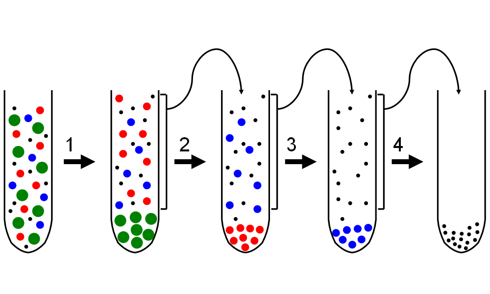 <p>Cells are disrupted in a homogenizer by a high centrifugal force. The denser material will form a solid pellet at the base of the tube. The remaining liquid can undergo repeated centrifugation at higher speeds to fractionate cells into their components. Eventually, these will also form solid pellets</p>