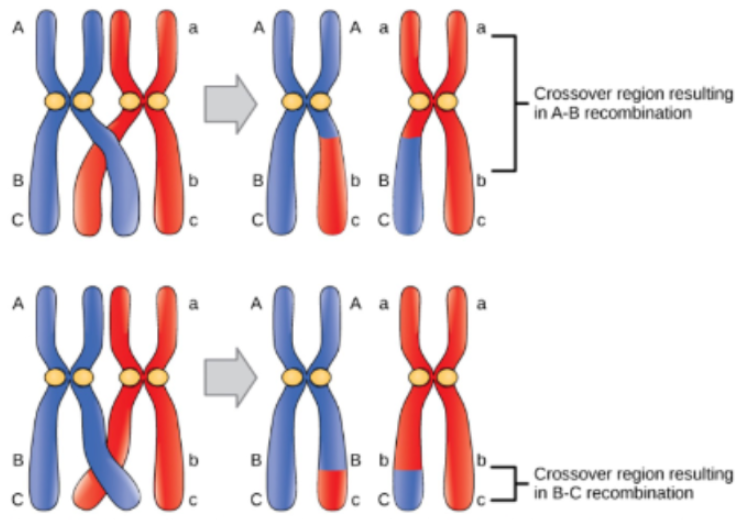<ul><li><p><span style="background-color: transparent; font-family: "Helvetica Neue", sans-serif;">Can occur nearly anywhere along a chromosome</span></p></li><li><p><span style="background-color: transparent; font-family: "Helvetica Neue", sans-serif;">Happens in all autosomal chromosomes → Enormous diversification potential</span></p><ul><li><p><span style="background-color: transparent; font-family: "Helvetica Neue", sans-serif;">e.g. Each human chromosome has ~1000 genes so there are >1000 loci combinations can mix maternal/paternal alleles</span></p></li><li><p><span style="background-color: transparent; font-family: "Helvetica Neue", sans-serif;">Total possible combinations across autosomes: ~1000^22 → Millions of trillions of possibilities</span></p></li></ul></li></ul><p></p>