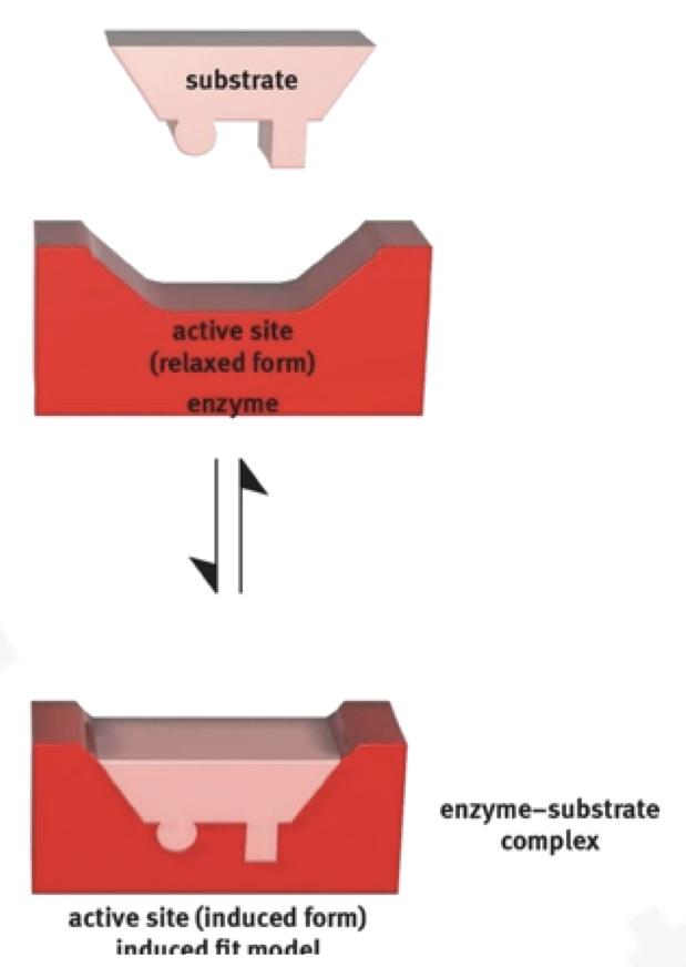 <ul><li><p>substrate is partially complementary to the active site</p></li><li><p>the active site changes shape slightly to ensure a better fit and stronger binding of substrate, making catalysis even more efficient</p></li></ul><p></p>