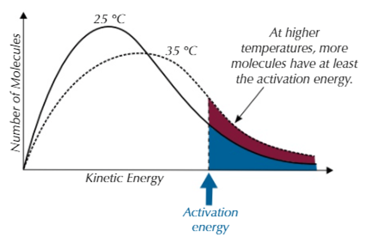 <p>-More distribution of kinetic energy at higher temperatures, and as well as the fact that the area stays the same, the graph accounts for this by broadening</p><p>-However the activation energy on the graph is presented higher, but remains the same</p>