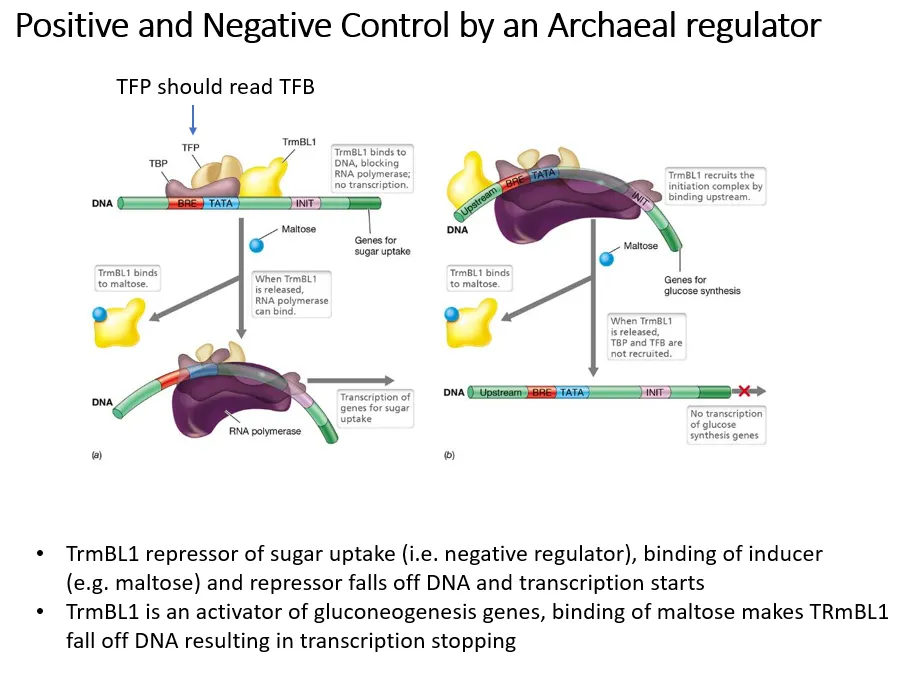 <p><strong>negative </strong>control by <strong>induction</strong>:</p><ul><li><p>trmBL1 acts as a <strong>repressor of sugar uptake genes</strong></p></li><li><p>when sugars are <strong>present</strong>, <strong>maltose </strong>acts as an <strong>inducer </strong>and binds to trmBL1 so that it<strong> drops off</strong></p></li><li><p>this means transport systems to take up the sugars can be transcribed</p></li></ul><p></p><p><strong>positive </strong>control:</p><ul><li><p>trmBL1 also acts as an <strong>activator of gluconeogenesis genes</strong></p></li><li><p>when sugars are <strong>present</strong>, <strong>maltose </strong>binds to trmBL1 and causes it to <strong>drop off</strong></p></li><li><p>this means the gluconeogenesis genes can’t be transcribed when there are sugars already present</p></li></ul><p></p>