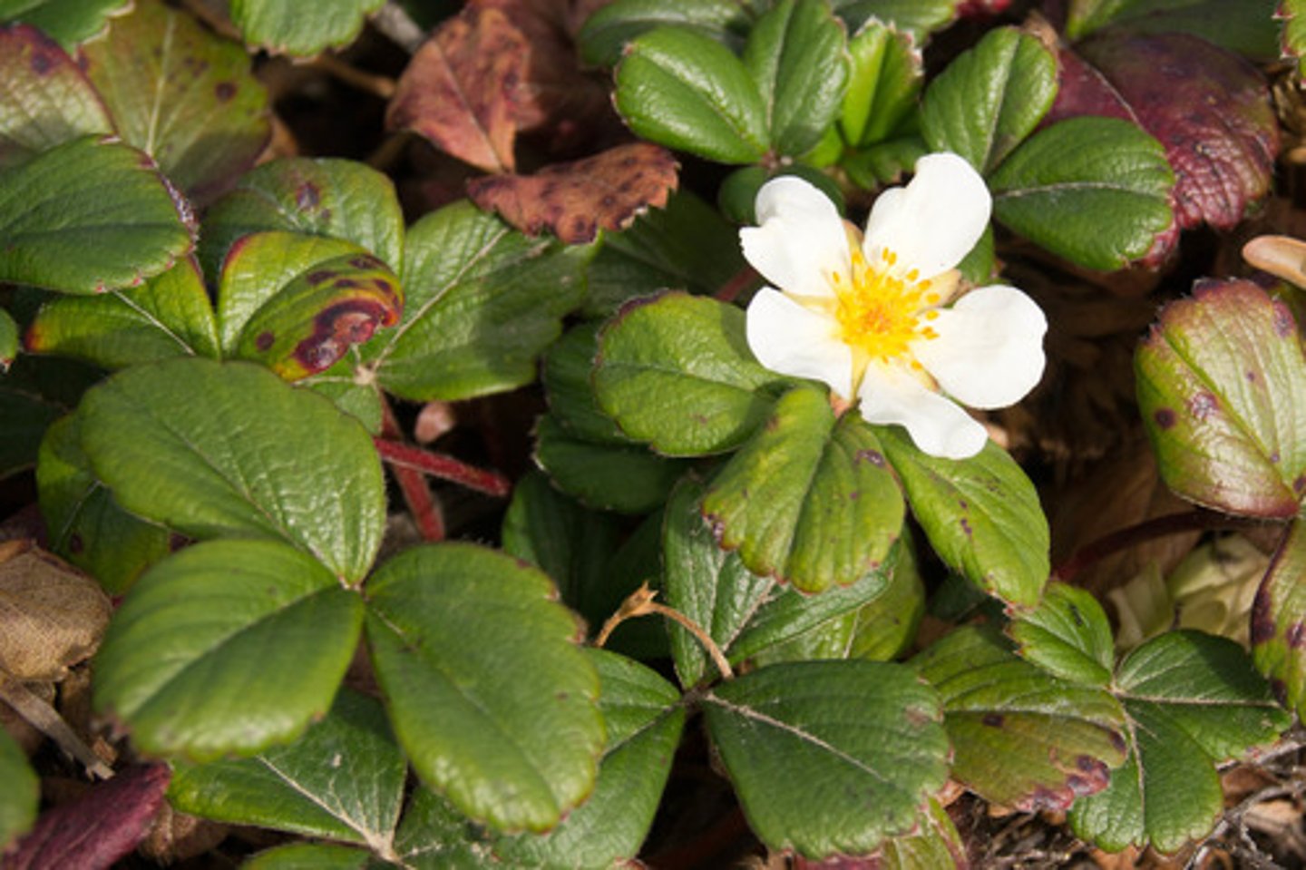 <p>beach strawberry</p>