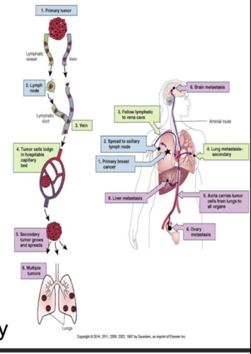 <p>biopsy, sentinel node identification, MRI, PET, digital mammography</p>