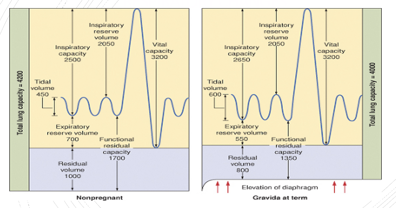 <p><span>decreases FRC (20%), </span></p><p><span>ERV and RV due to upward/outward pressure on the diaphragm (like a restrictive lung disease)</span></p>