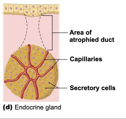<p>gland that’s ductless and opens to surface of cavity. Enters blood or lymph system</p>
