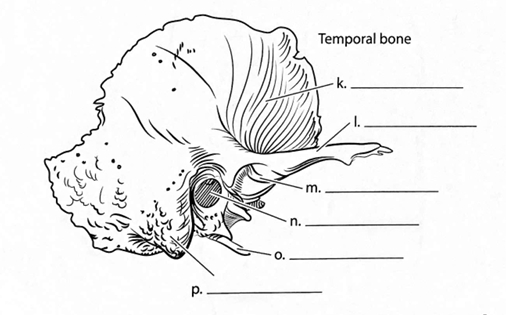 <p>ID → Mastoid Process</p>
