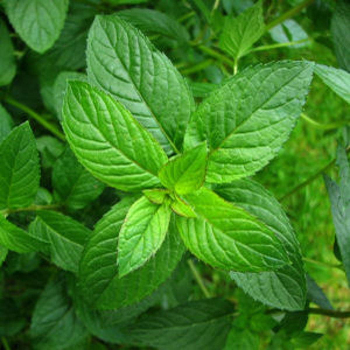 <p>"Menthols help digestion and your aching bone pains; dont smoke while pregnant though!" </p><p>peppermint</p><p>Part Used: oil extracted from the aerial parts of the flowering pant</p><p>Actions: Carminative*, spasmolytic, anti-emetic, counter-irritant</p><p>Indications: Topical - myalgias, OA, RA, HA, strains/sprains; Internal - cholelithiasis, infant colic, non-ulcer dyspepsia, IBS/IBD; SM spasm</p><p>SE: Avoid with G6PD deficiency </p><p>CI: pregnancy; GERD; gallbladder still ; open wounds </p>
