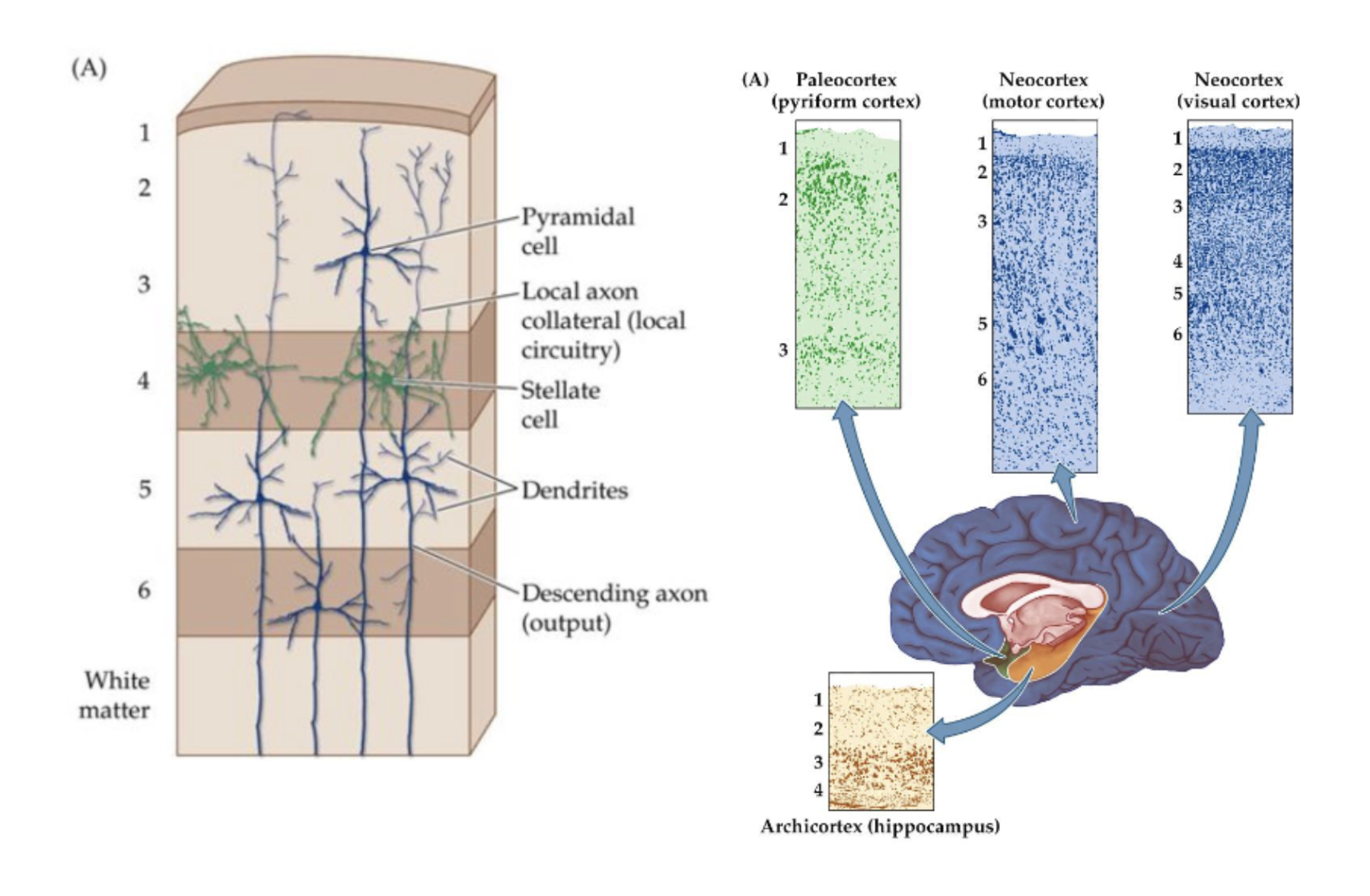 <p><span><span>Most of the neocortex consist of 6 cellular layers (</span><em><span>laminae</span></em><span>). This is often called </span><em><span>the grey matter</span></em><span>. </span></span></p><p><span><span>Evolutionary </span><em><span>older</span></em><span> parts of the brain have </span><em><span>less</span></em><span> layers (e.g., paleocortex, archicortex).</span></span></p><p><span><span>Layers differ in cell densities, cell types, inputs, and outputs</span></span></p><ul><li><p><span><span>1: no cell bodies, mostly </span><em><span>axons and dendrites</span></em></span></p></li><li><p><span><span>2-3: </span><em><span>pyramidal cells</span></em><span>, </span><em><span>locally connected</span></em><span> to other cortical sites</span></span></p></li><li><p><span><span>4: </span><em><span>stellate cells</span></em><span>, receive </span><em><span>input from thalamus</span></em></span></p></li><li><p><span><span>5-6: </span><em><span>large pyramidal cells</span></em><span>, output leaves the cortex</span></span></p></li></ul><p><span><span>Arranged in a vertical structures called </span><em><span>cortical columns</span></em><span> of about 0.5 mm wide.</span></span></p><p></p>
