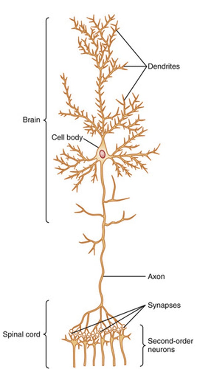 <p>dendrites, soma, axon, terminal bouton</p>
